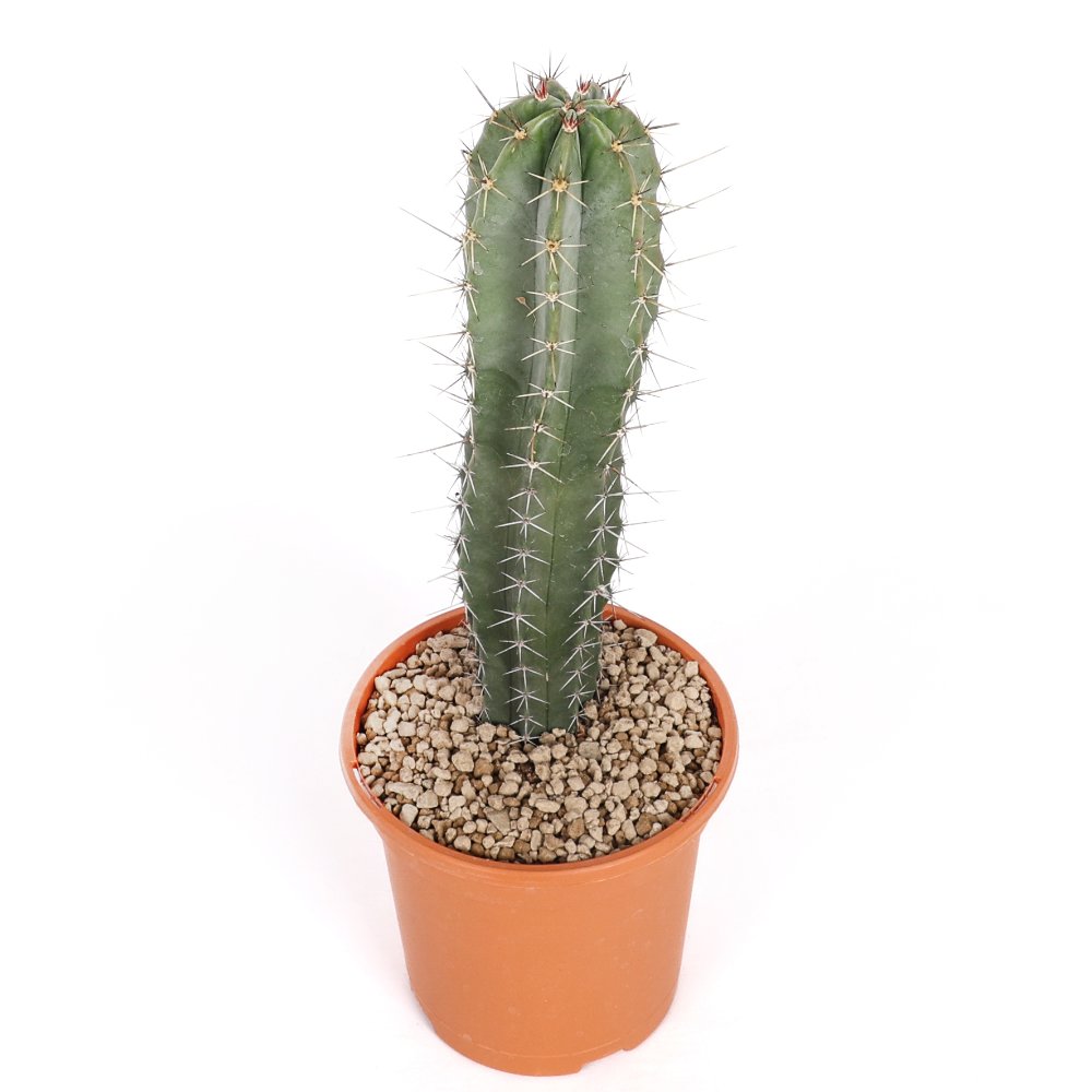 Stenocereus stellatus Ø 17 cm