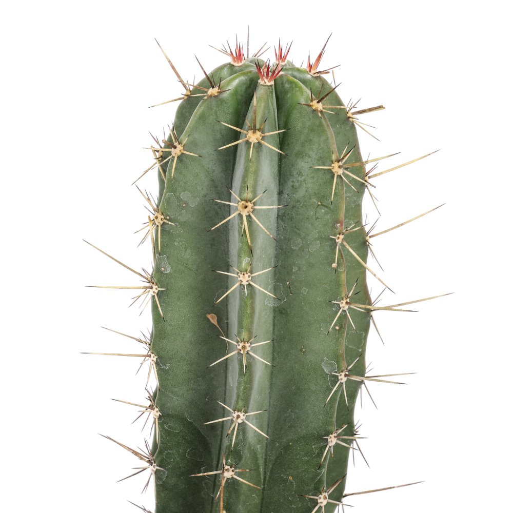 Stenocereus stellatus Ø 17 cm