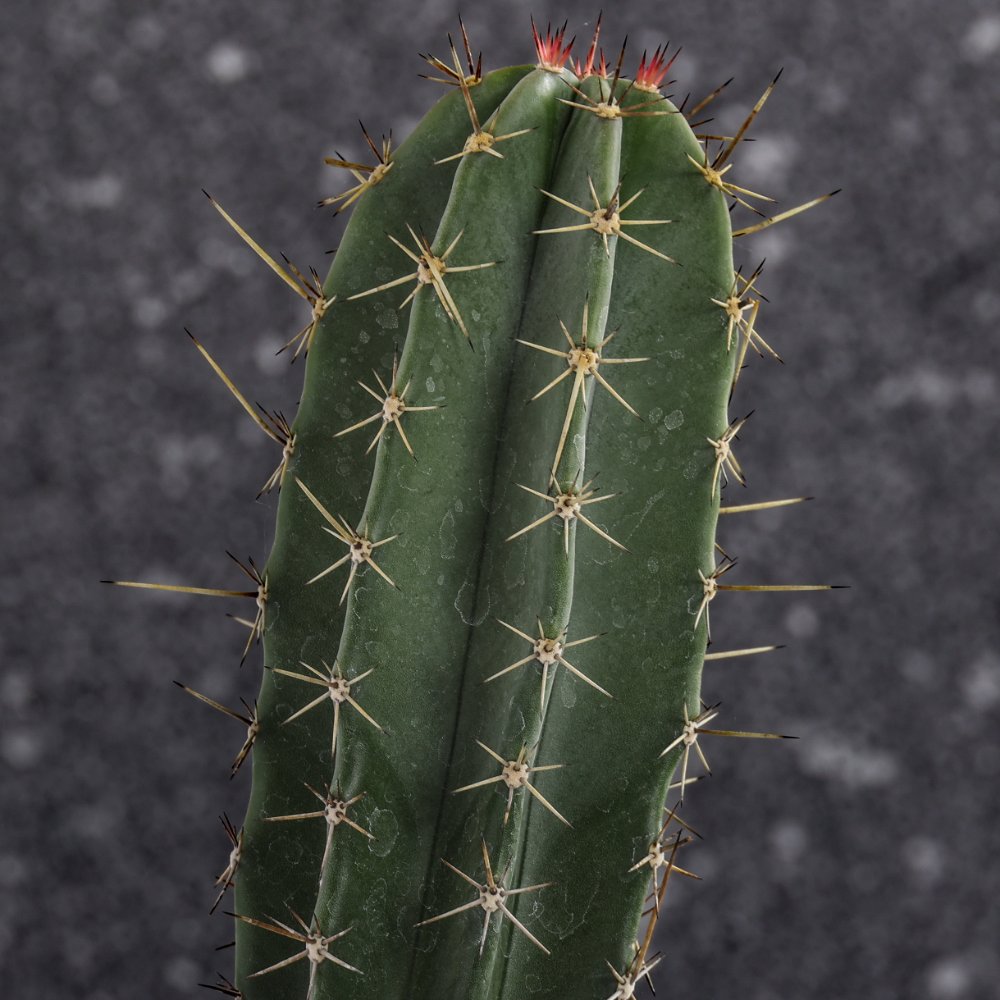 Stenocereus stellatus Ø 17 cm