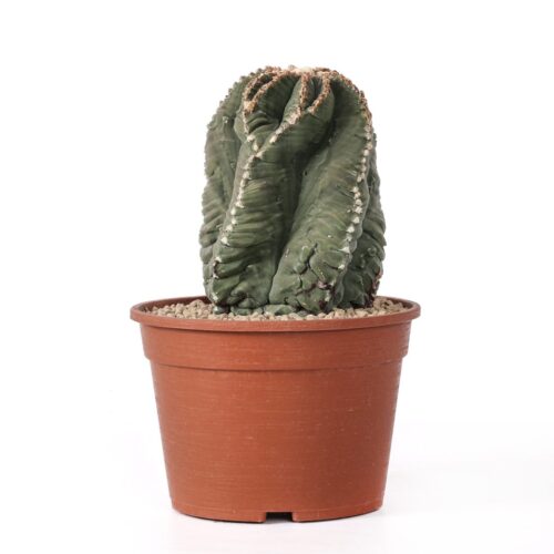 Astrophytum myriostigma kikko nudum Ø 20 cm