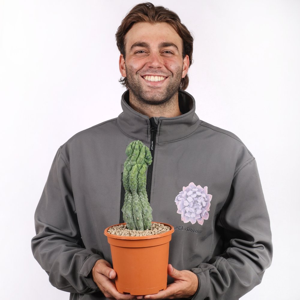 Myrtillocactus geometrizans 'Glorp' Ø 17 cm