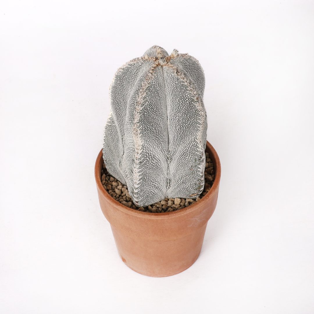 Astrophytum onzuka Ø 12 cm
