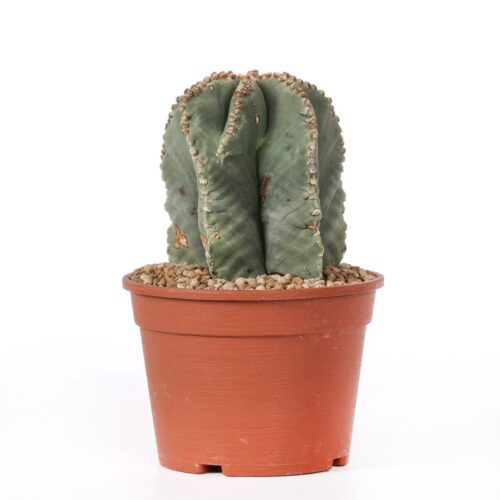 Astrophytum myriostigma Fukuryu Ø 16 cm