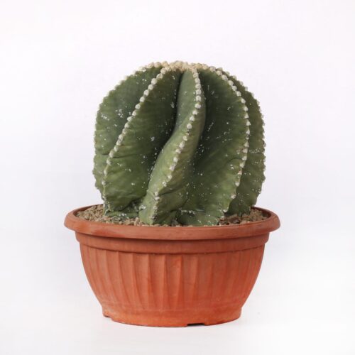 Astrophytum myriostigma Fukuryu Haku-Jo Ø 20 cm