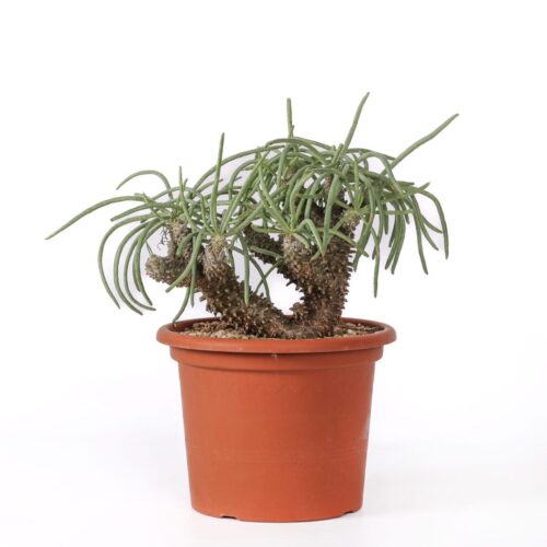 Tylecodon wallichii Ø 25 cm