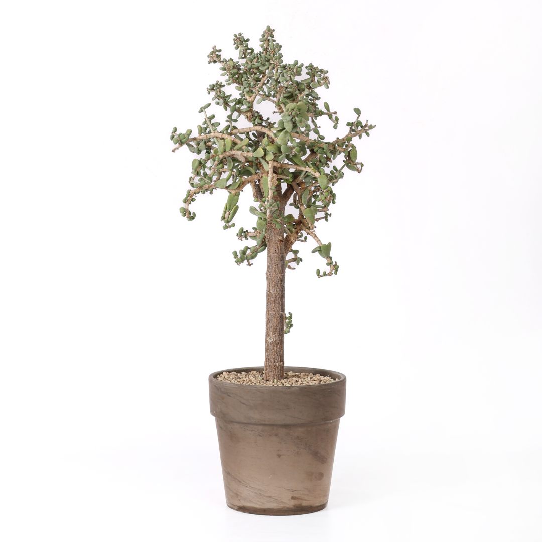 Portulacaria pygmaea Ø 21 cm
