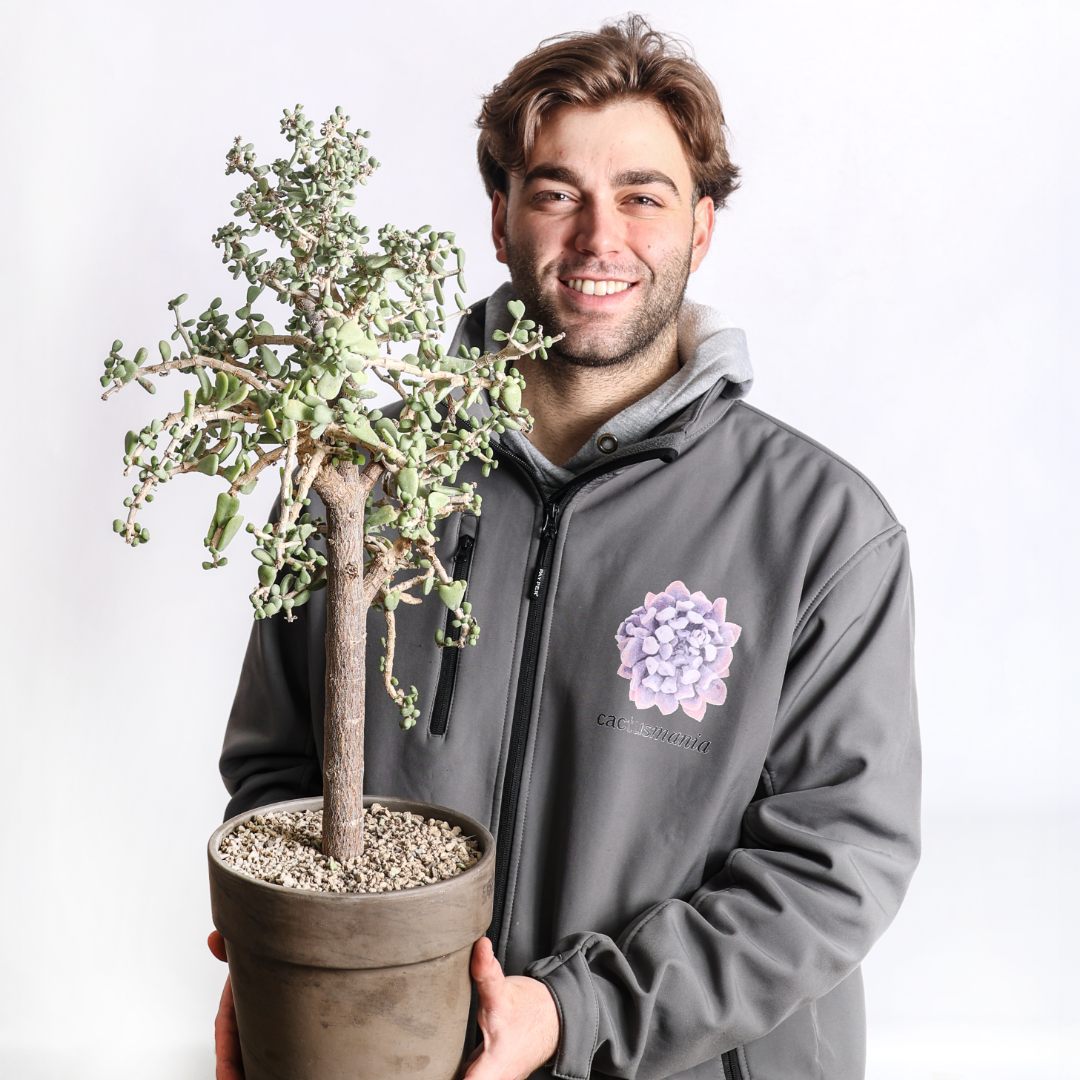 Portulacaria pygmaea Ø 21 cm