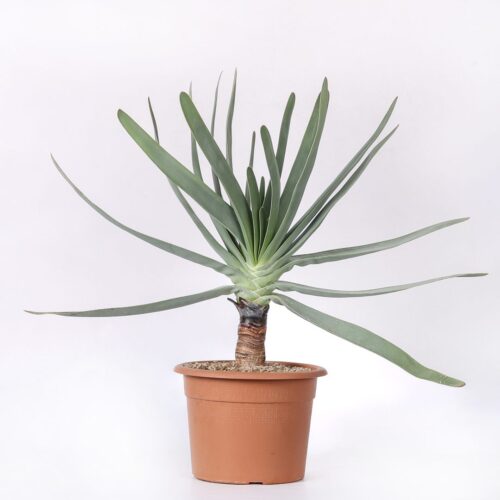 Aloe plicatilis Ø 25 cm