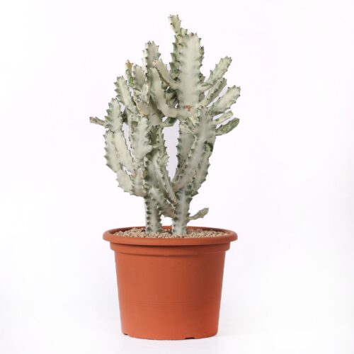 Euphorbia lactea 'White Ghost' Ø 25 cm
