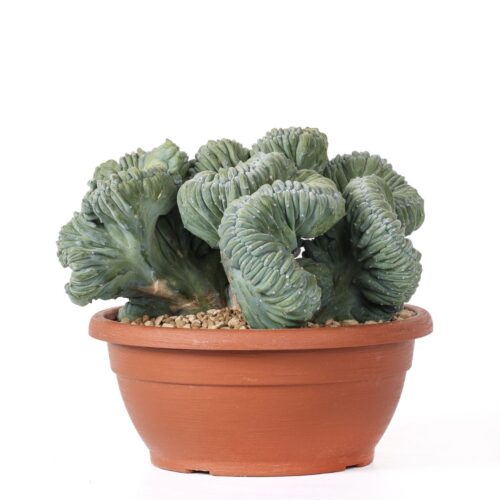 Myrtillocactus geometrizans crestato Ø 25 cm