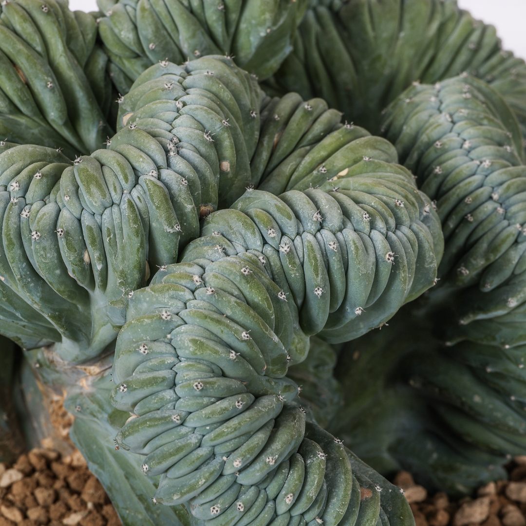 Myrtillocactus geometrizans crestato Ø 25 cm