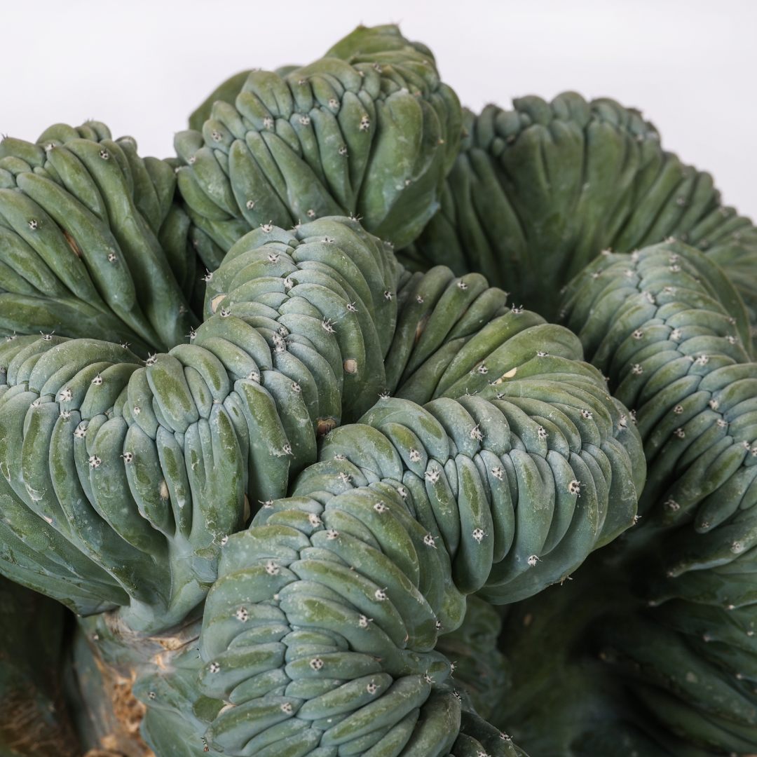 Myrtillocactus geometrizans crestato Ø 25 cm