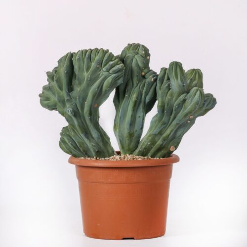 Myrtillocactus geometrizans crestato Ø 25 cm