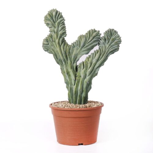 Myrtillocactus geometrizans crestato Ø 20 cm