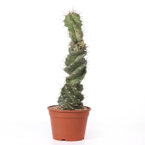 Cereus forbesii spiralis Ø 18 cm