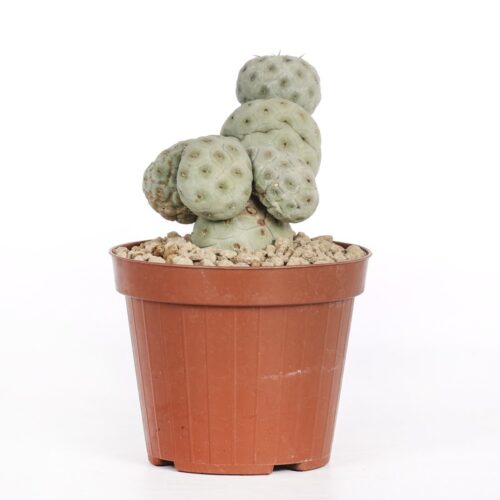 Tephrocactus geometricus crêté "4 boules" Ø 12 cm