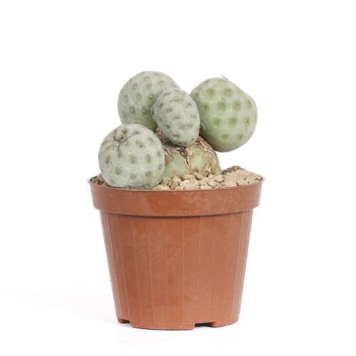 Tephrocactus geometricus crestato '5 boules' Ø 12 cm