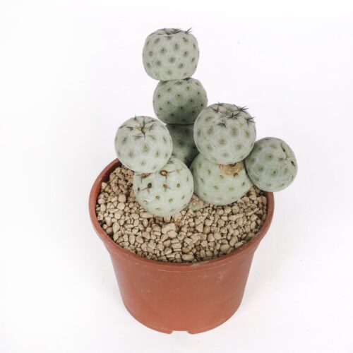 Tephrocactus geometricus "9 boules" Ø 16 cm