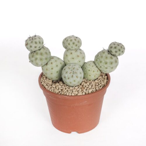 Tephrocactus geometricus "11 boules" Ø 16 cm