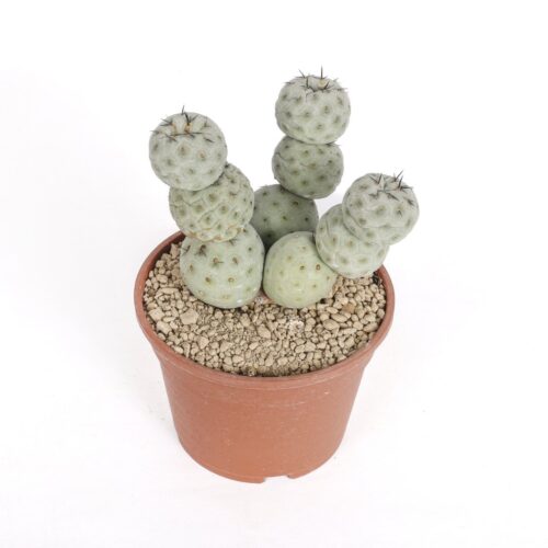 Tephrocactus geometricus "10 boules" Ø 16 cm