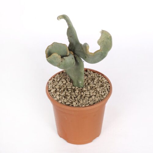 Pedilanthus macrocarpus crêté Ø 17 cm