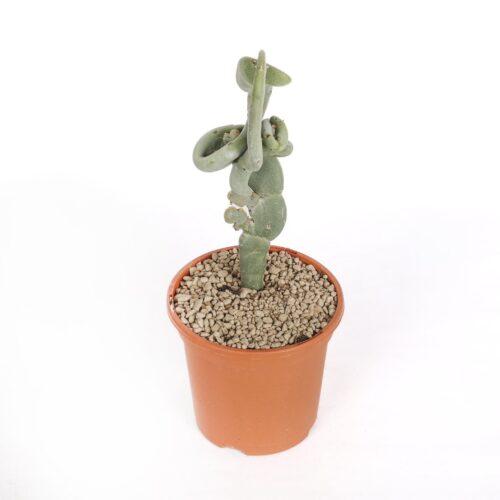 Pedilanthus macrocarpus crêté Ø 17 cm