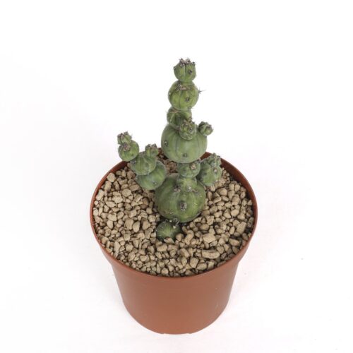 Myrtillocactus geometrizans 'Stacker' Ø 14 cm