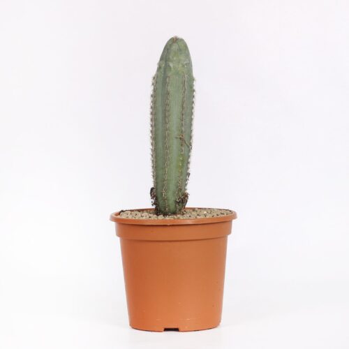 Pilosocereus azureus cv. 'Plankton' Ø 17 cm