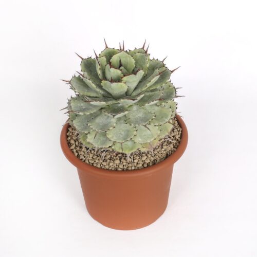 Agave potatorum variegata Ø 25 cm