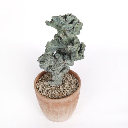 Myrtillocactus geometrizans cresté f. minor Ø 18 cm