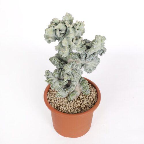 Myrtillocactus geometrizans cresté f. minor Ø 18 cm