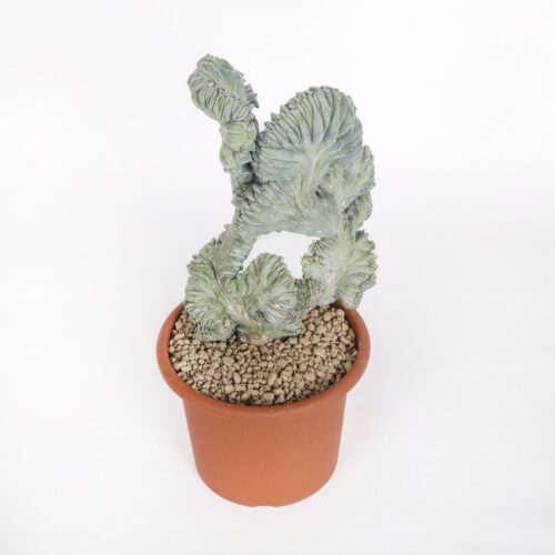 Myrtillocactus geometrizans cristé f. minor Ø 18 cm