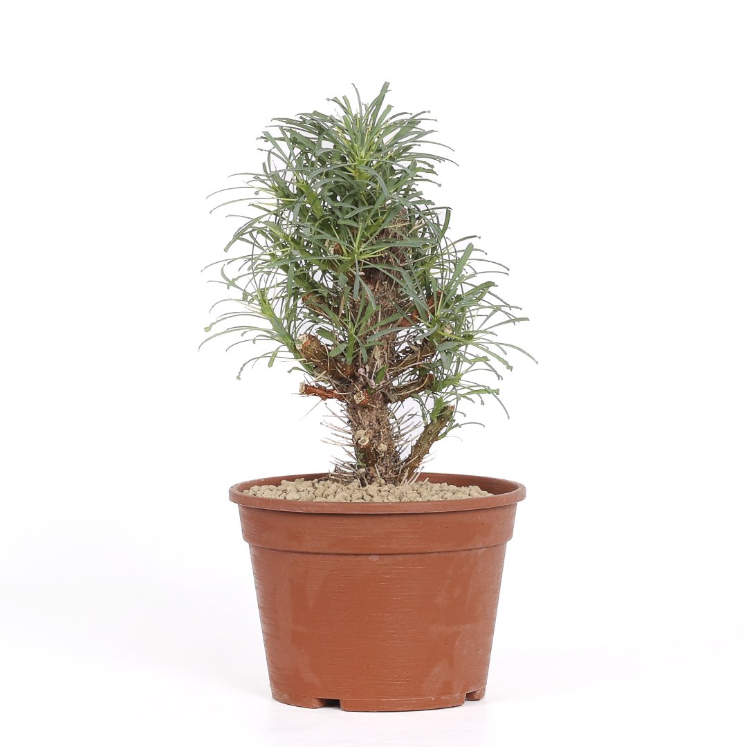 Euphorbia multifolia Ø 18 cm
