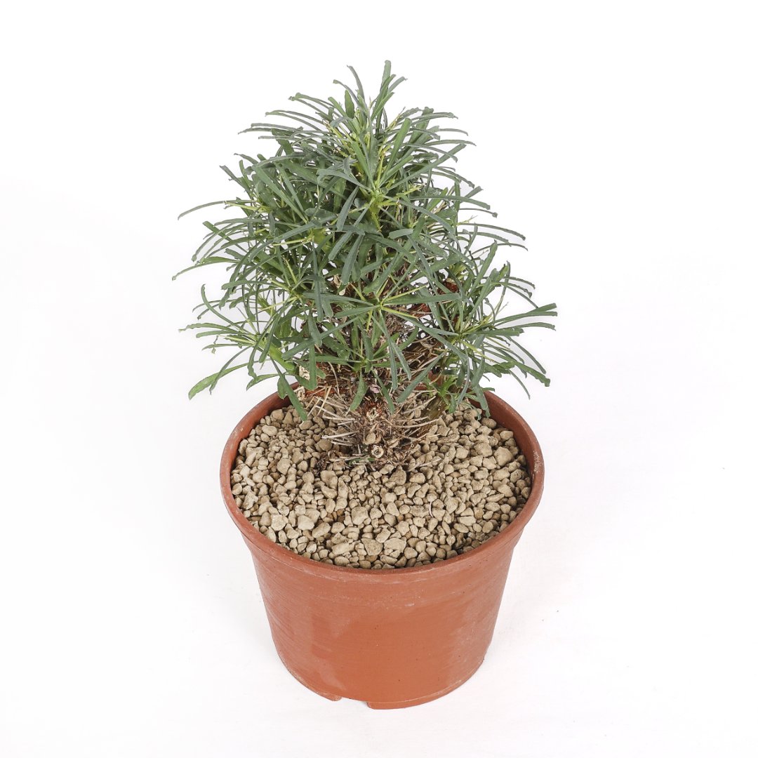 Euphorbia multifolia Ø 18 cm