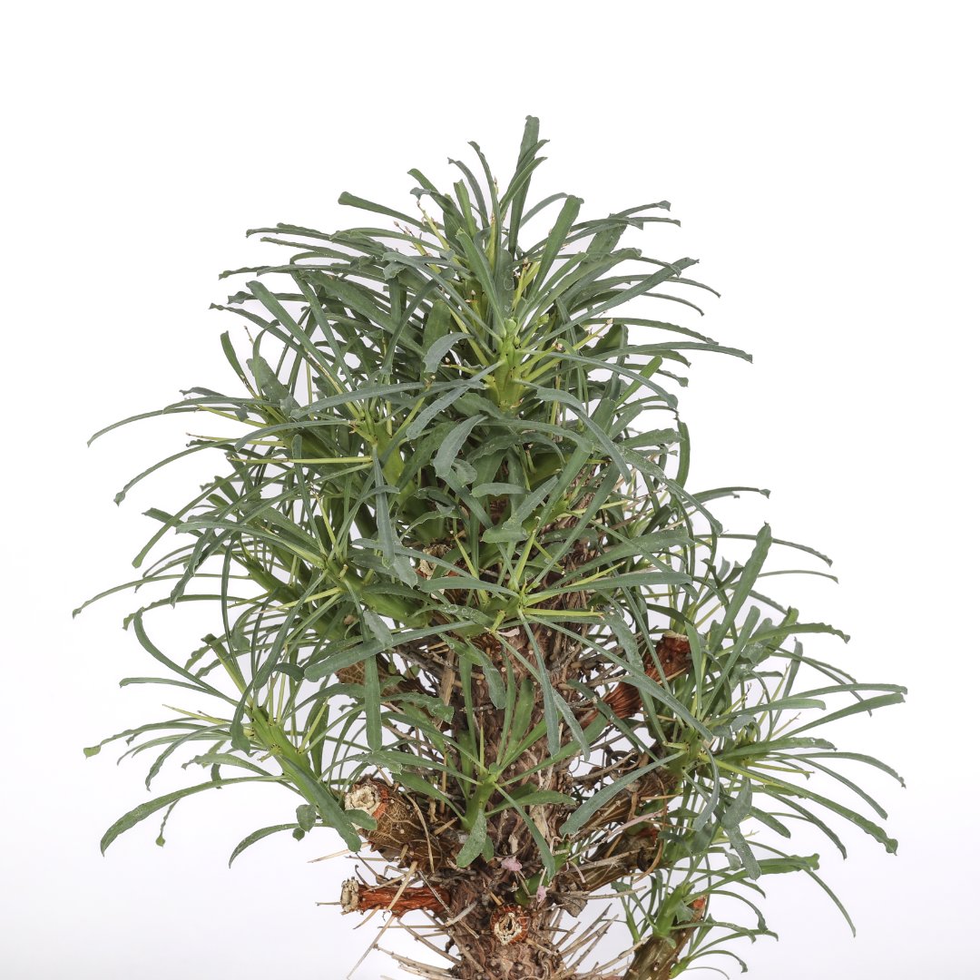 Euphorbia multifolia Ø 18 cm