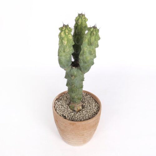 Myrtillocactus Fukurokuryuzinboku variegato Ø 18 cm