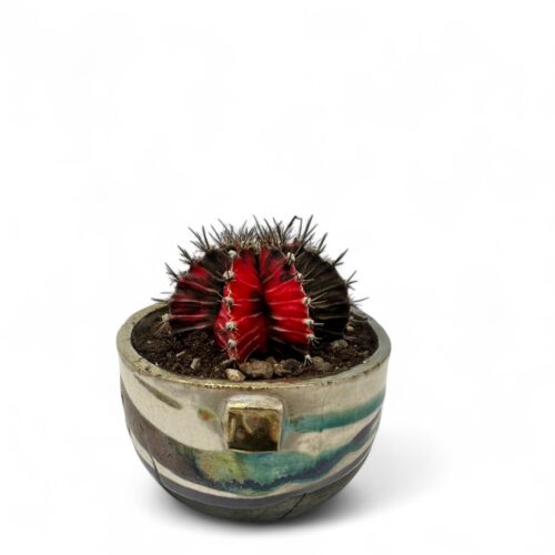 Gymnocalycium mihanovichii 'Hibotan Nishiki'