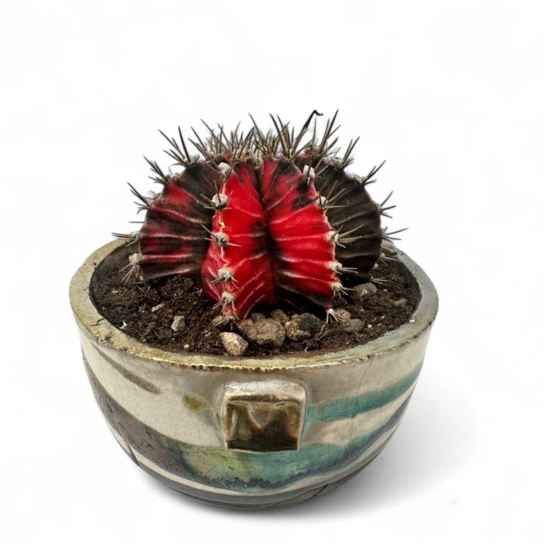 Gymnocalycium mihanovichii 'Hibotan Nishiki'