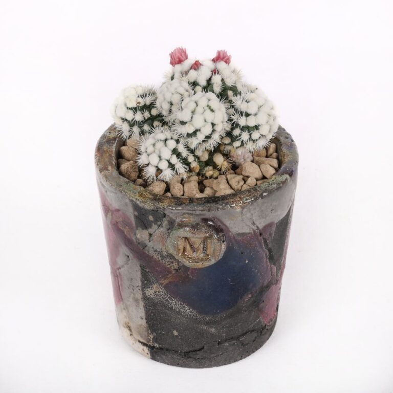 Mammillaria gracilis cv. Oruga
