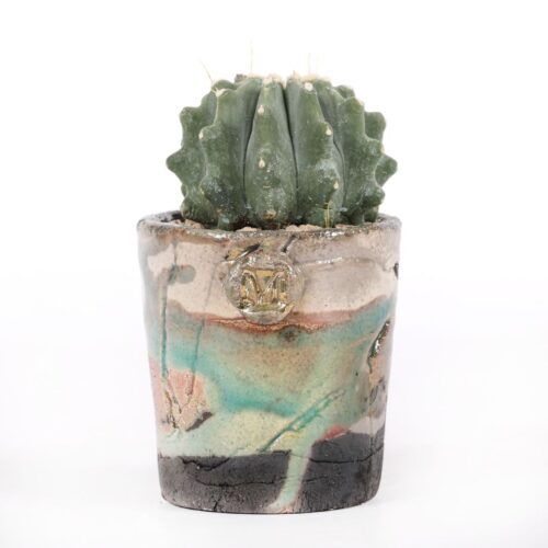 Ferocactus glaucescens inermis