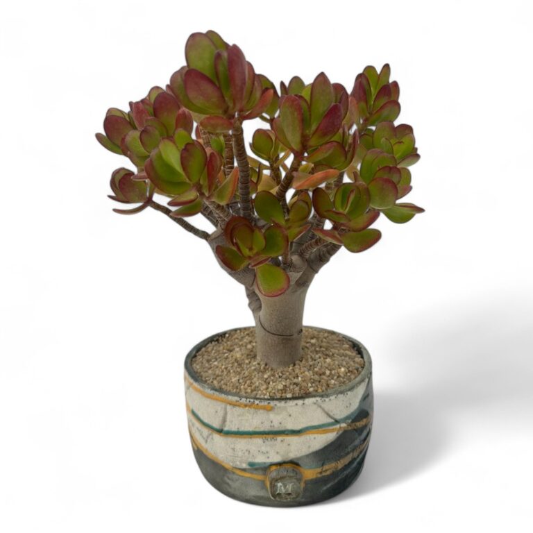 Crassula portulacea