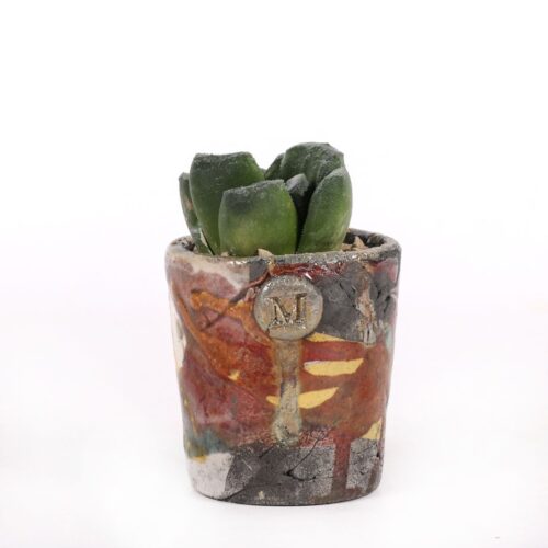Haworthia truncata x maughanii