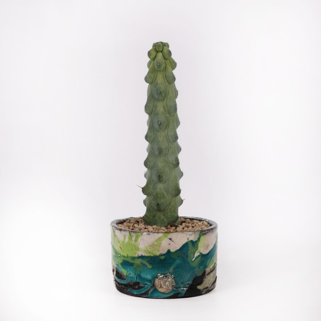 Myrtillocactus geometrizans cv. Fukurokuryuzinboku Myrtillocactus geometrizans cv. Fukurokuryuzinboku