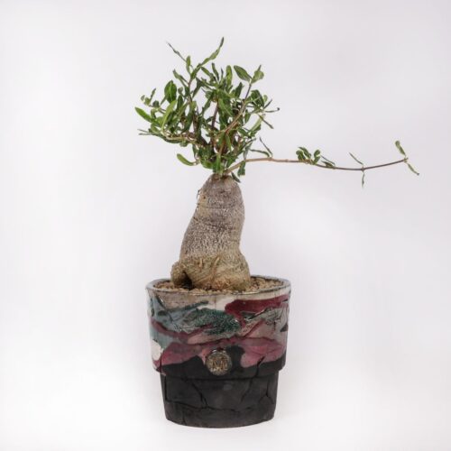Fockea edulis