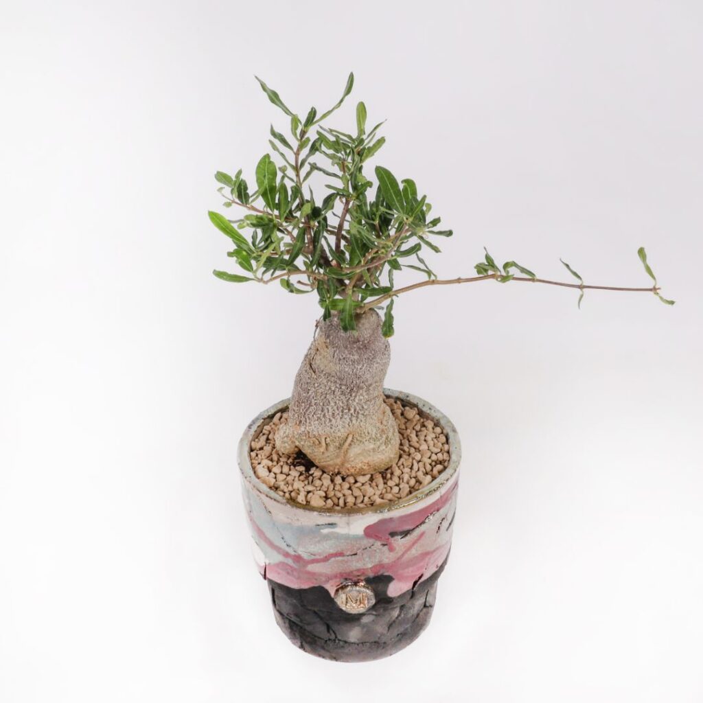 Fockea edulis
