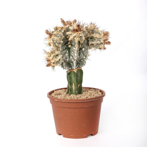 Astrophytum ornatum hannya hybrid Ø 14 cm