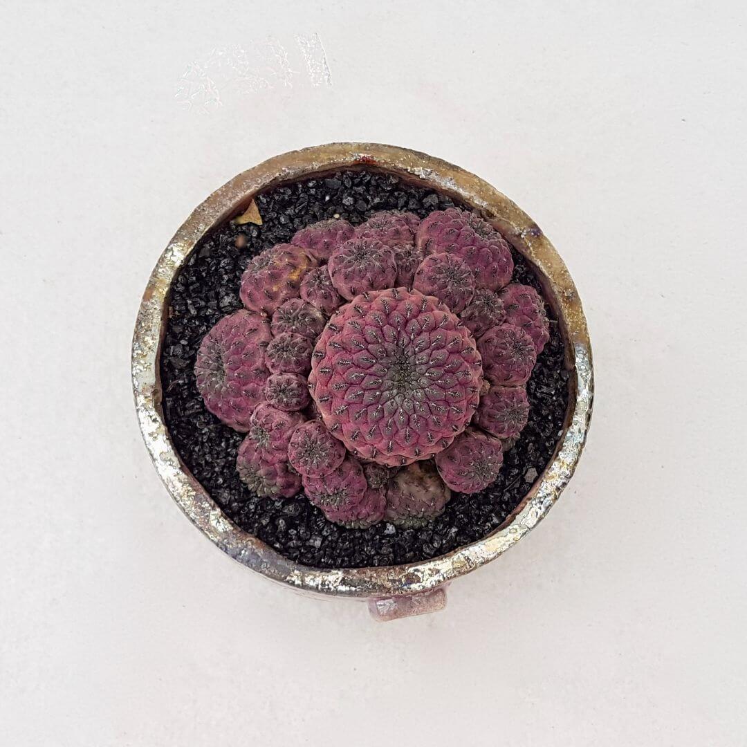 Sulcorebutia rauschii Raku Sulcorebutia rauschii Raku
