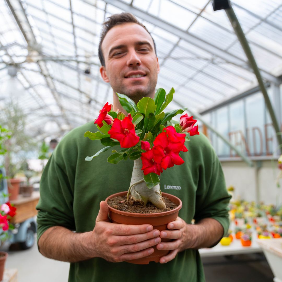 Adenium obesum Ø 18 cm 753F Adenium obesum Ø 18 cm 753F