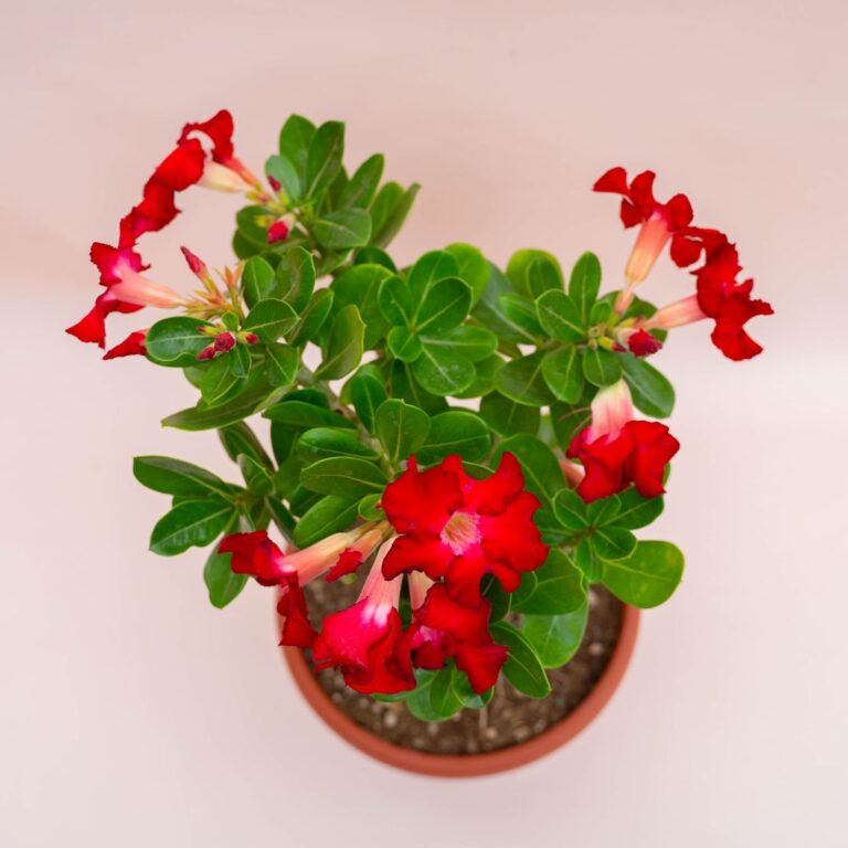 Adenium obesum Ø 25 cm 757F