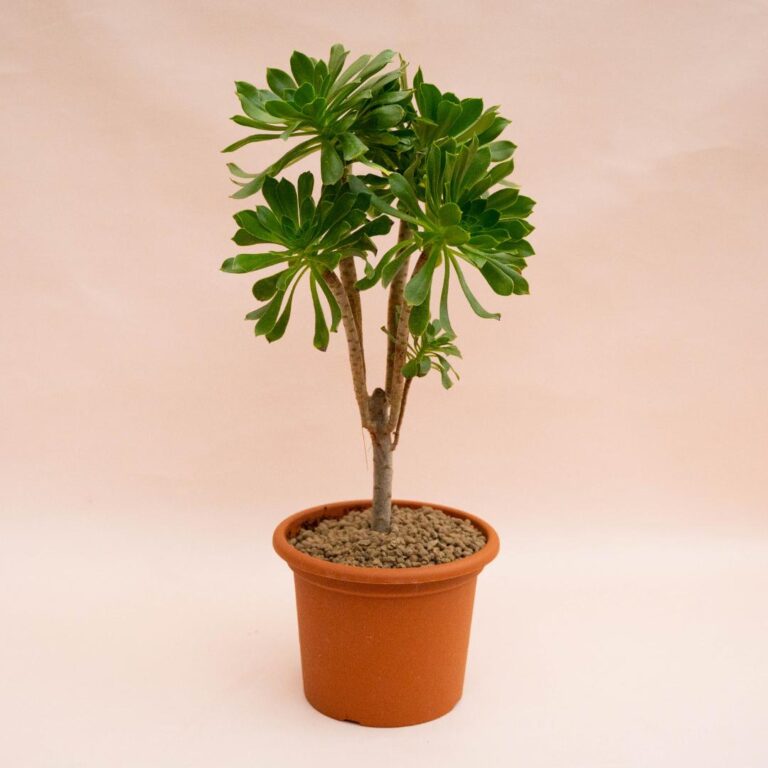 Aeonium Canariense Ø 18 cm